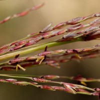 Chrysopogon zizanioides (L.) Roberty